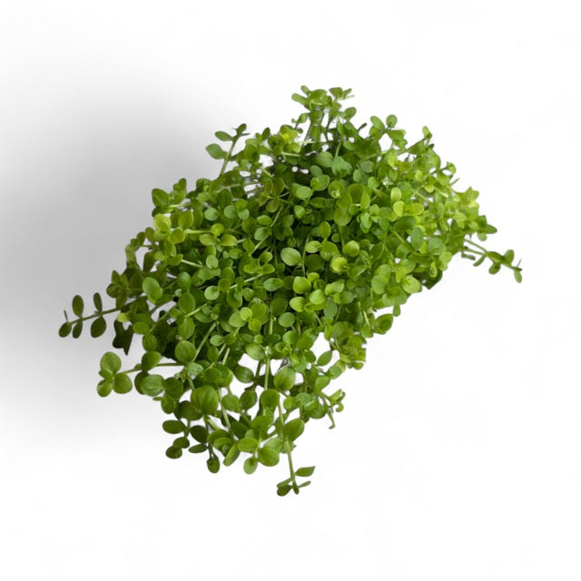 Micranthemum tweediei "Monte Carlo"