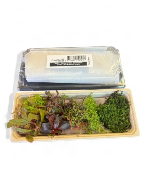 Natura Selection Box