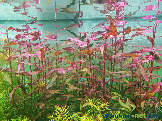 Persicaria maculosa "Sao Paulo"