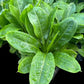 Samolus parviflorus green