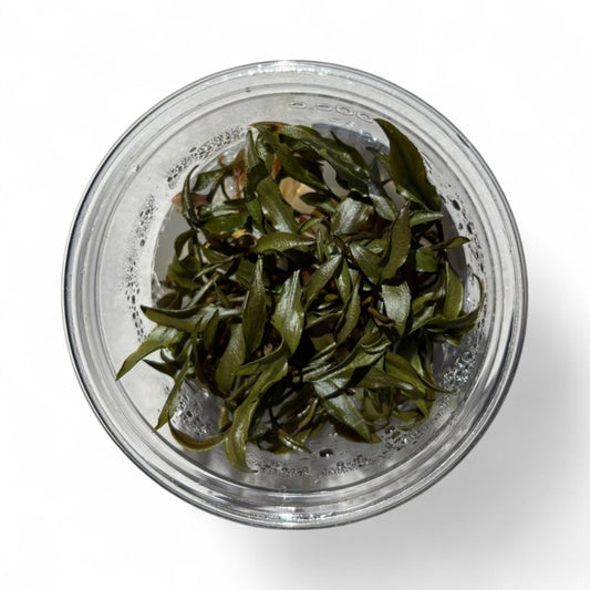 Tissue Culture Cup Cryptocoryne petchii