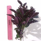 Hemigraphis exotica