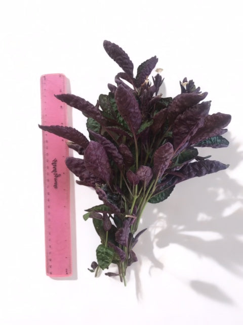 Hemigraphis exotica