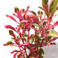 Alternanthera tenella pink