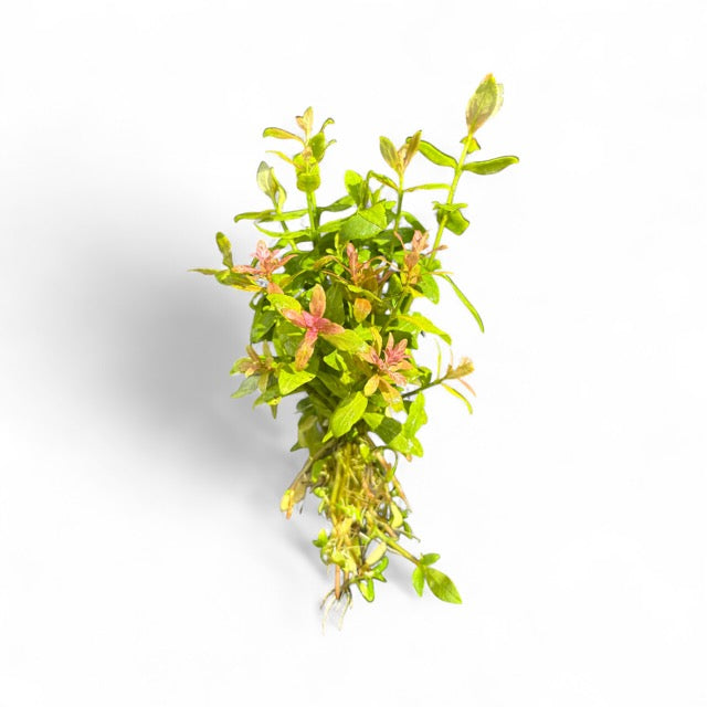 Hydrophilia rosanervis Pinkpoly