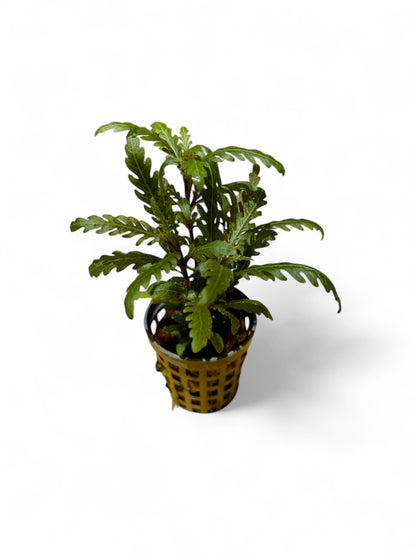 Hygrophila pinnatifida