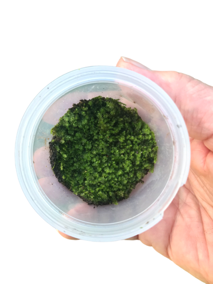 **SPECIAL** Plagiomnium Moss “Terrarium moss” tub