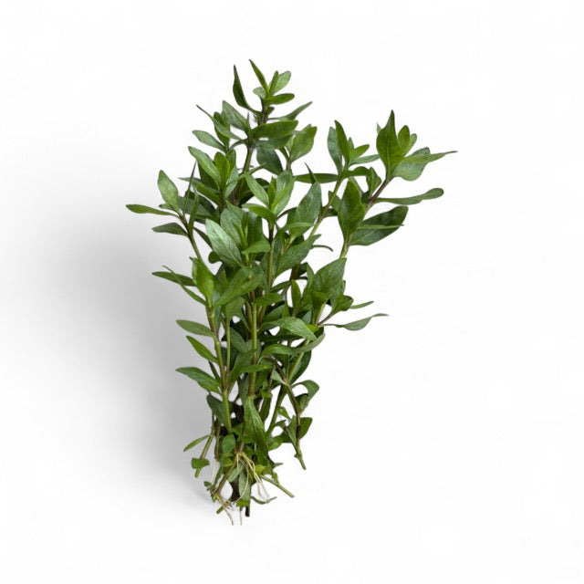 Hygrophila polysperma