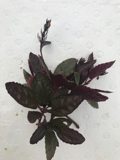 Hemigraphis exotica