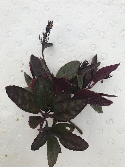 Hemigraphis exotica