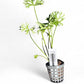 Ranunculus inundates