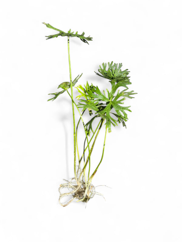 Ranunculus inundates