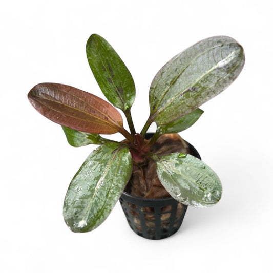 Echinodorus amazon 'Red Pearl'