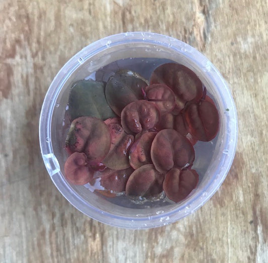 Phyllanthus Fluitans Red Root Floaters (Tub)