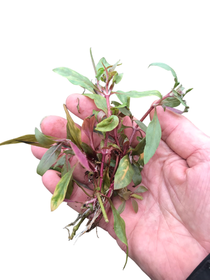 Alternanthera reineckii medium