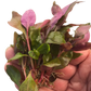 Alternanthera reineckii medium