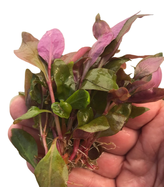 Alternanthera reineckii medium