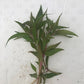 Alternanthera reineckii Red Alt