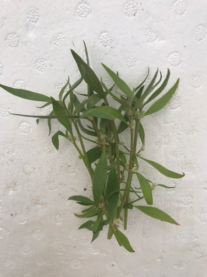 Alternanthera reineckii "mini"