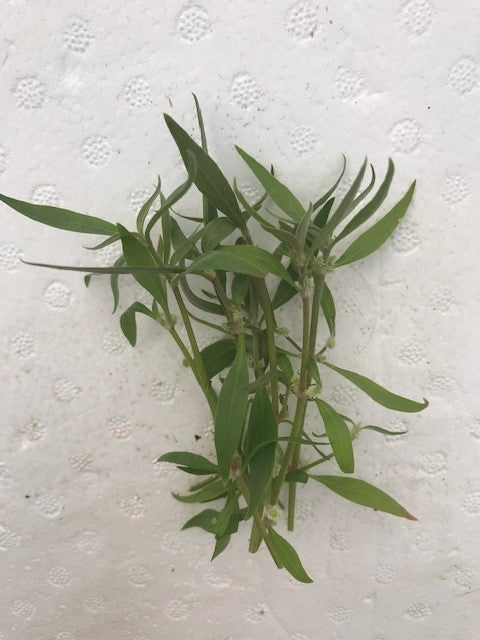 Alternanthera reineckii mini