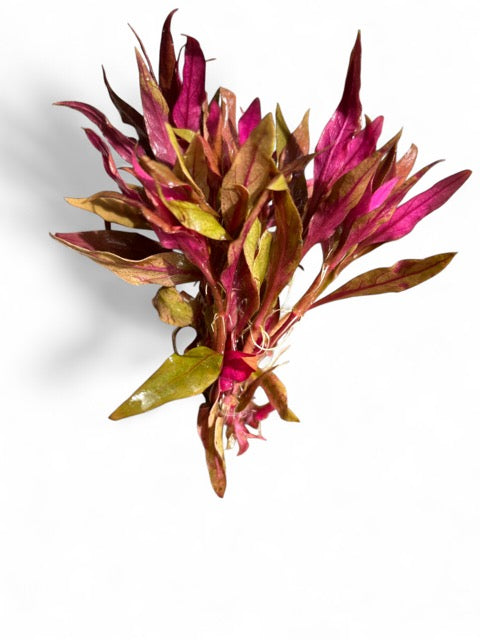 Alternanthera rosaefolia