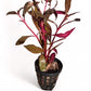 Alternanthera rosaefolia