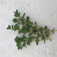 Rotala 'bloodii' Blood Red