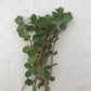 Rotala vietnam hra