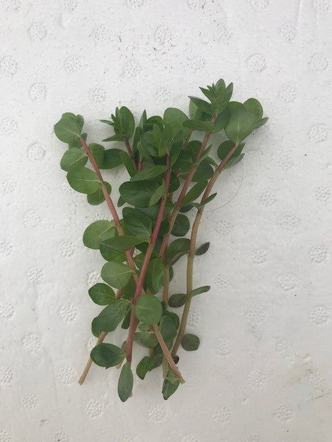 Rotala vietnam hra