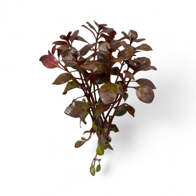 Ludwigia palustris "super mini red"