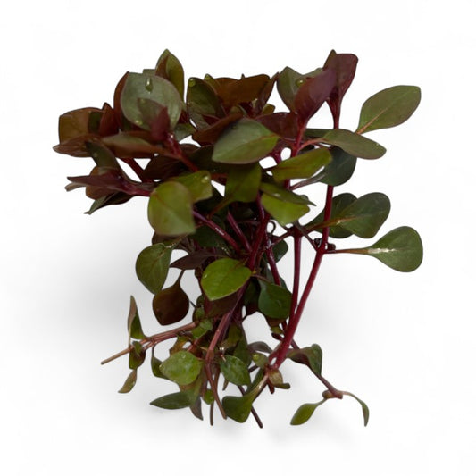 Ludwigia palustris "super mini red"