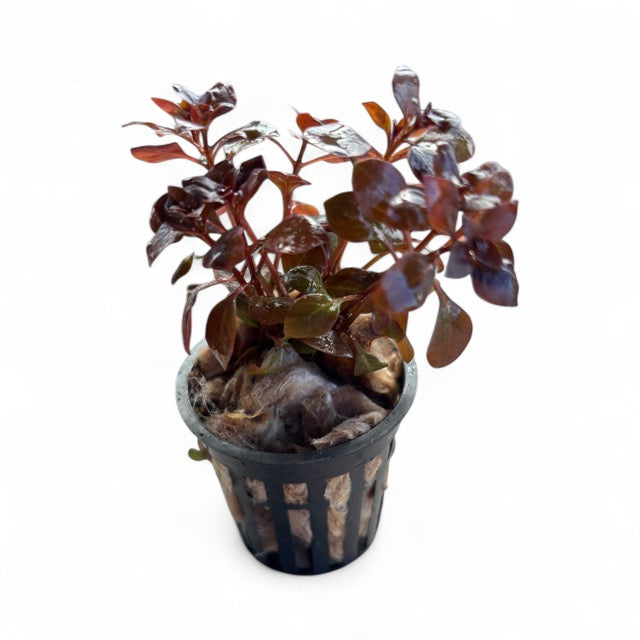 Ludwigia palustris "super mini red"