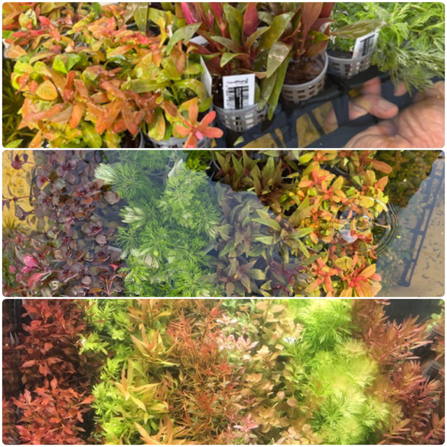 * SUBMERSED 120 * (submersed potted x 120) FREE SHIPPING AUSTRALIA WIDE