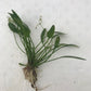 Sagittaria subulata