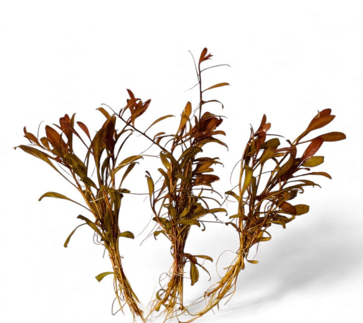 **SPECIAL** Lysimachia parvifolia red x 3 Buy