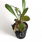 Lysimachia parvifolia
