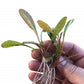 Lysimachia parvifolia