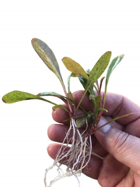 Lysimachia parvifolia