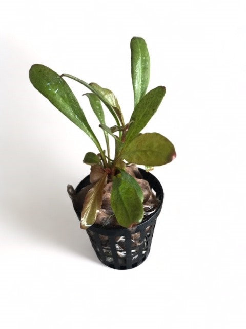 Lysimachia parvifolia