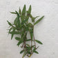 Persicaria maculosa "Sao Paulo"