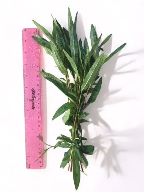 Persicaria maculosa "Sao Paulo"