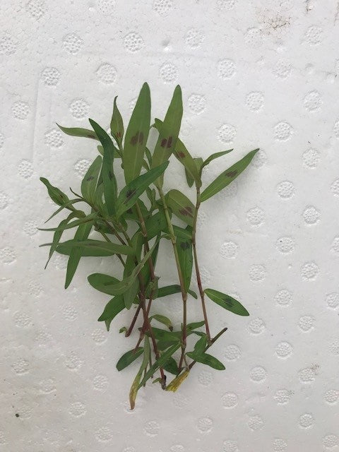 Persicaria maculosa "Sao Paulo"