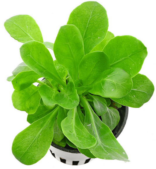 Samolus parviflorus green