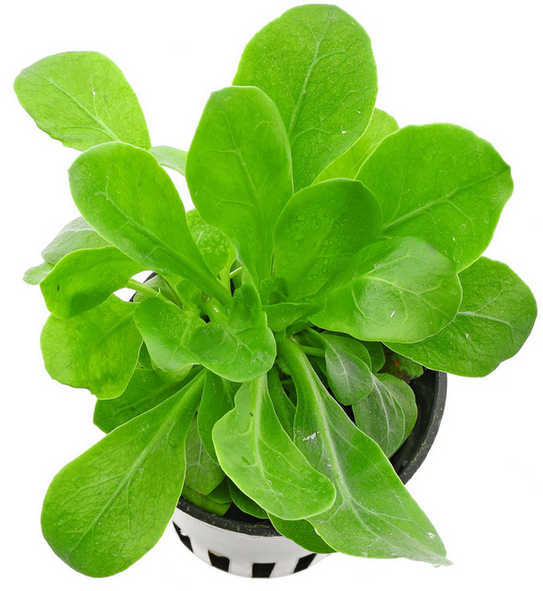 Samolus parviflorus green