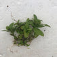 Staurogyne repens