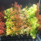 * SUBMERSED 40 * POTTED - Pro Sub 40 Pack - FREE FREIGHT AUSTRALIA WIDE