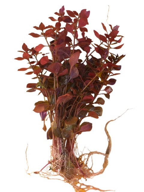 Ludwigia palustris super mini red
