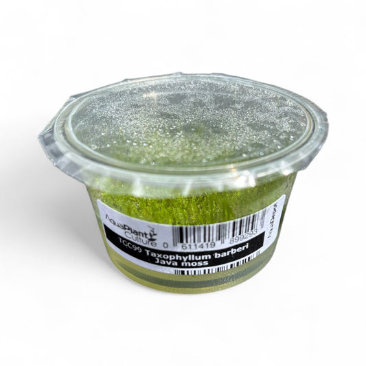 Tissue Culture Cup Taxiphyllum barbieri Java moss