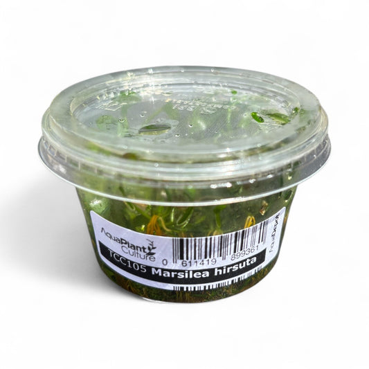 Tissue Culture Cup Marsilia hirsuta