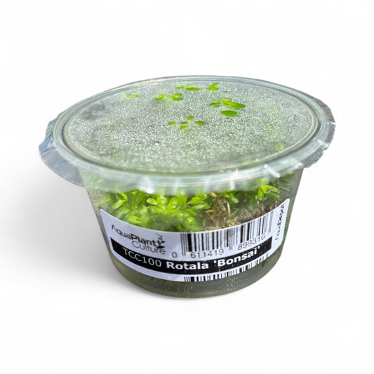 Tissue Culture Cup Rotala bonsai